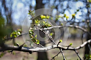 Spring. blooming buds on trees photo